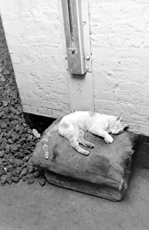 Images Dated 21st September 2015: Tower Bridge, London - Tiger the engine room cat