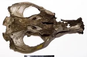 1804 1892 Prints: Toxodon platensis