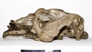 Toxodon platensis