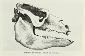 Tertiary Period Gallery: Toxodon Platensis, found at Sadillo