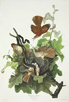 Toxostoma rufum, brown thrasher