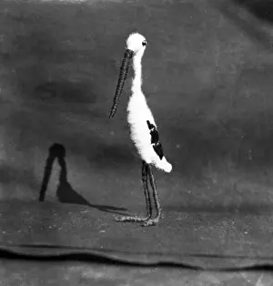 TOY STORK