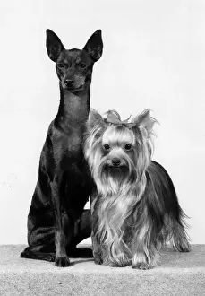 Yorkie Prints: TOY TERRIER AND YORKIE