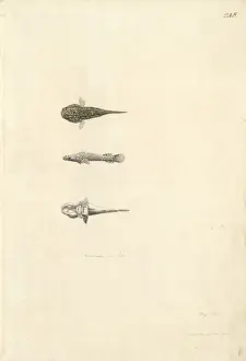Trachelochismus pinnulatus, lumpfish