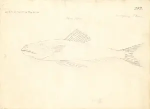 Trachinocephalus myops, painted lizzardfish