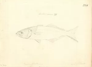Bony Fish Collection: Trachinotus carolinus, Florida pompano