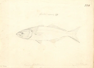 North America Gallery: Trachinotus carolinus, Florida pompano