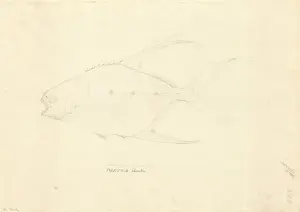 1754 1794 Prints: Trachinotus goreensis, longfin pompano