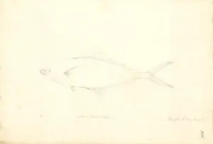 1754 1794 Prints: Trachinotus ovatus, derbio
