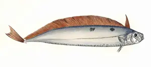Trachipterus arcticus, or Dealfish