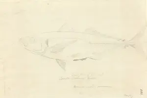 1754 1794 Prints: Trachurus declivis, greenback horse mackerel