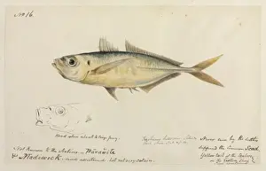 Robert Neill Prints: Trachurus trachurus, common scad