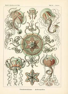 Glitsch Gallery: Trachymedusae jellyfish: Geryonia proboscidalis