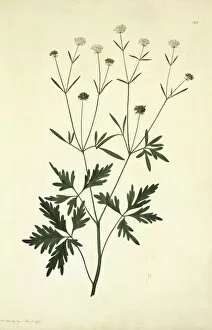 Apiaceae Gallery: Trachymene procumbens, creeping wild parsnip