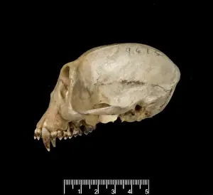 Trachypithecus cristatus, silver leaf monkey