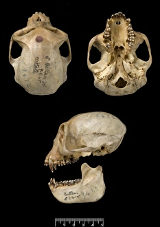 Haplorhini Gallery: Trachypithecus cristatus, silver leaf monkey