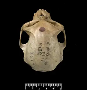 Trachypithecus cristatus, silver leaf monkey