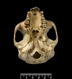 Trachypithecus cristatus, silver leaf monkey