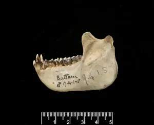 Trachypithecus cristatus, silver leaf monkey
