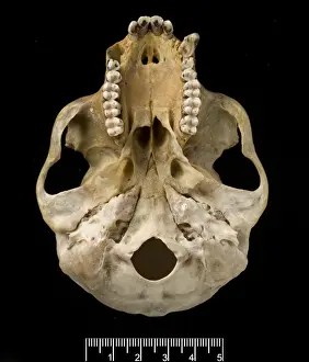 Trachypithecus delacouri, delacours langur