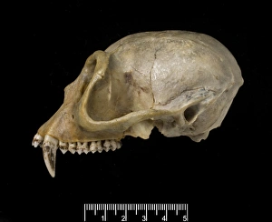 Haplorhini Gallery: Trachypithecus delacouri, delacours langur