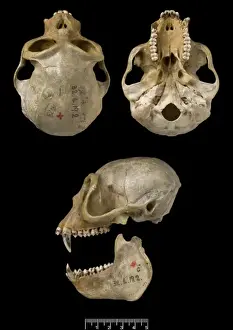 Trachypithecus delacouri, delacours langur