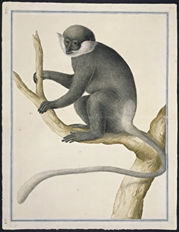 Agile Gallery: Trachypithecus vetulus, purple-faced leaf monkey