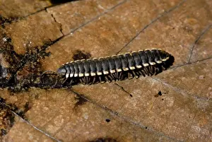 Malaysia Prints: Tractor millipede