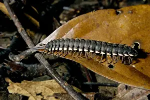 Malaysia Prints: Tractor millipede on lowland rainforest floor