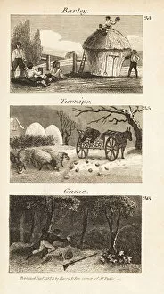 Images Dated 7th June 2020: Trades in Norfolk, Regency England. Barley, turnips and game