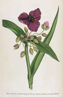 1789 Prints: Tradescantia Virginica
