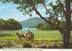 Traditional Jaunting Car in Muckross Park, Killarney Traditional Jaunting Car in Muckross Park, Killarney