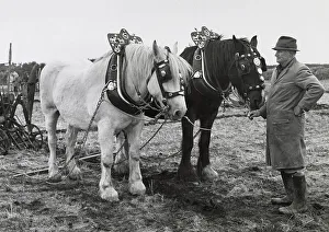 Harrow Prints: Traditional ploughing with two shire horses, West Country Date: circa 1960s