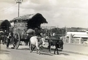 Traditional Transportation - Covered Ox Cart - Colombo, Sri Lanka. Date: 1928 Traditional Transportation - Covered Ox Cart - Colombo, Sri Lanka. Date: 1928