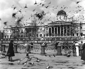 Obscured Prints: Trafalgar Square Birds
