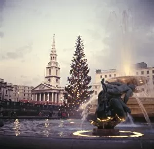 Images Dated 1st March 2012: Trafalgar Square Tree