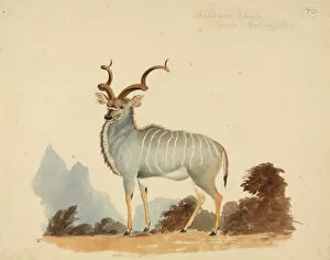 Eutheria Collection: Tragelaphus strepsiceros, Greater kudu