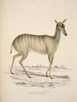 Tragelaphus strepsiceros, greater kudu
