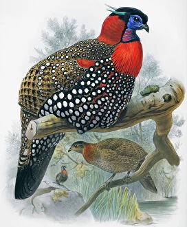 A Monograph Of The Phasianidae Gallery: Tragopan melanocephala, western tragopan