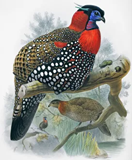 Branch Collection: Tragopan melanocephala, western tragopan