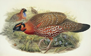 Tragopan satyra, satyr tragopan