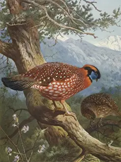 Beebe Prints: Tragopan temmincki, Temmincks tragopan