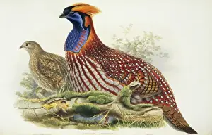 Fabaceae Prints: Tragopan temminckii, Temmincks tragopan