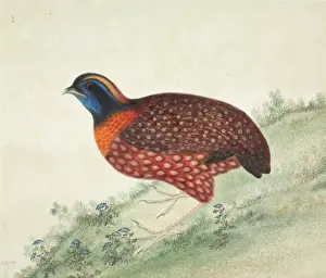 Tragopan temminckii, Temmincks tragopan