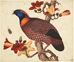 Tragopan temminckii, Temmincks tragopan