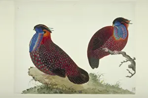 Tragopan temminckii, Temmincks tragopan