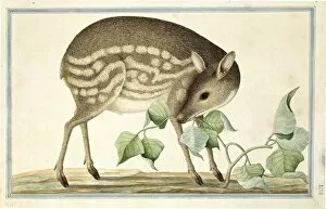 Chevrotain Collection: Tragulus javanicus, lesser mouse-deer