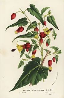 Trailing Prints: Trailing abutilon, Abutilon megapotamicum