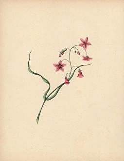 Arbutus Gallery: Trailing arbutus or mayflower with pink flowers