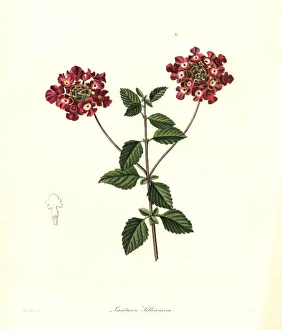 Trailing Prints: Trailing lantana, Lantana montevidensis